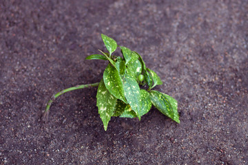 RAMA DE HOJAS VERDES SOBRE SUELO DE ARENA