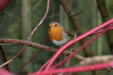 Robin in a Country Garden in Autumn