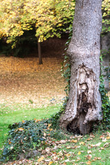 TRONCO DE ÁRBOL EN EL PARQUE RODEADO DE HOJAS