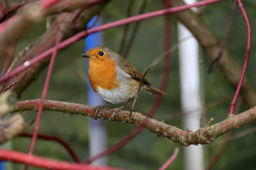 Robin in a Country Garden Hedgerow in Autumn