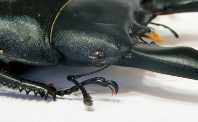 Macro large black beetle head Dorcus alcides