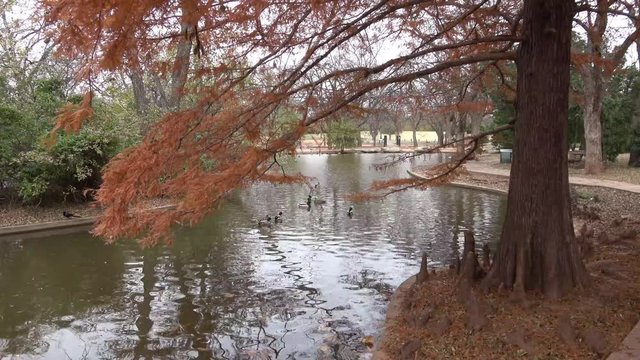 View of a pond in a public park with ducks  swimming in the pond on a cloudy autumn day.
