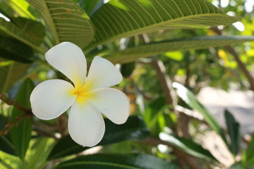 white frangipani flowers