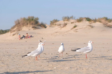 Birds seagulls eat bread on the sandy dune beach.
