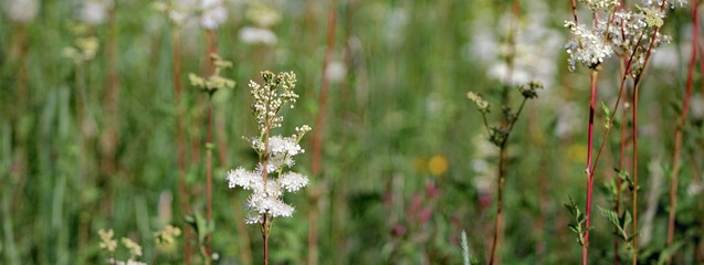 Alpine Meadow Flowers