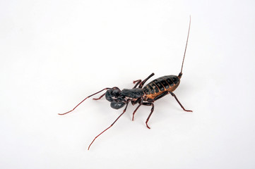 Riesengeißelskorpion (Mastigoproctus giganteus) - giant whip scorpion