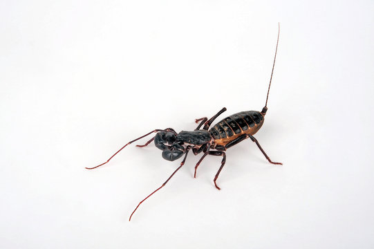 Riesengei&szlig;elskorpion (Mastigoproctus giganteus) - giant whip scorpion