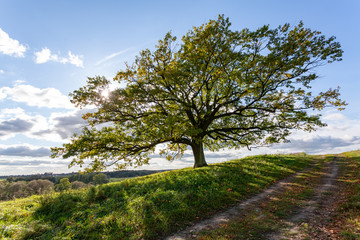 green oak isolated in summer touched by sunlight