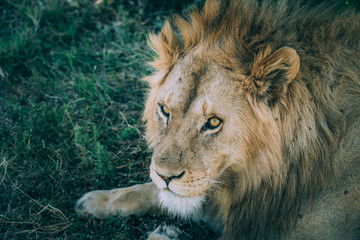 King