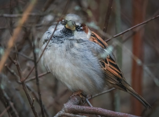 Spatz sieht aus dem Strauch