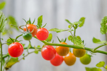 Colourful cherry tomatoes at different stages of maturity growing on a vine