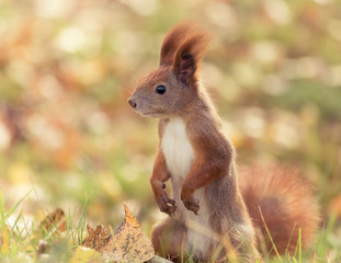 Red squirrel in autumn park forest.
