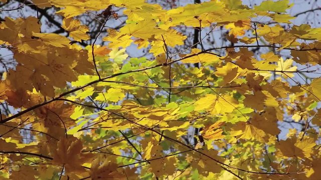 Goldener Herbst Blätterdach im Wald, full HD 1080p Video Footage 25 fps