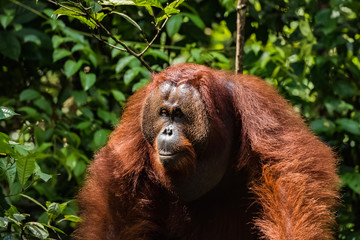 orangutan