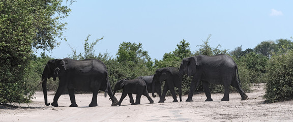 Elephant group on the Chobe River Front in Chobe National Park, Botswana