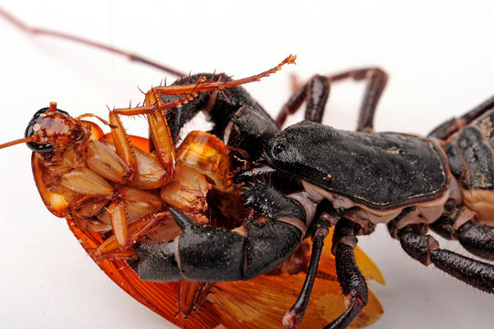 Riesengei&szlig;elskorpion (Mastigoproctus giganteus) mit erbeuteter Schabe - giant whip scorpion