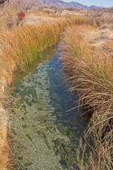 Spring Fed Stream running through the Desert
