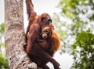 orangutan © ksumano