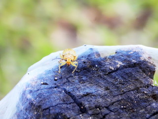 insect on a trunk