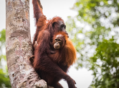 orangutan