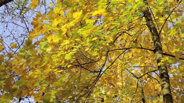 Goldener Herbst Blätterdach im Wald, full HD 1080p Video Footage 25 fps