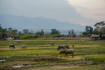 Rice fields and grazing buffalo. City Phai, Thailand