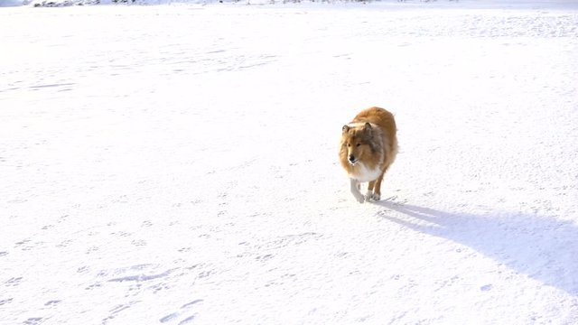 Collie dog running on snow field