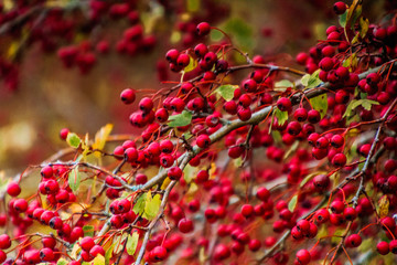 Baumreihe im Herbst fokosiert