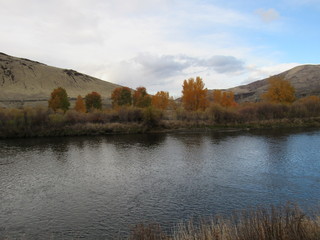 fall trees along the river
