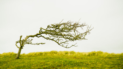 Lone tree in the sand dunes near St Pirans church, Perran Sands, Cornwall