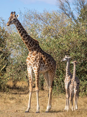 Full body portraits of masai giraffe family, with mother and two young offspring in African bush landscape with trees in background