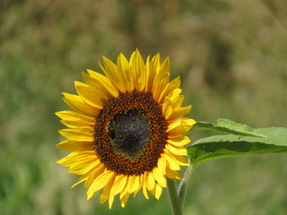 sunflower with heart in middle