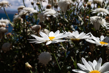 Daisies