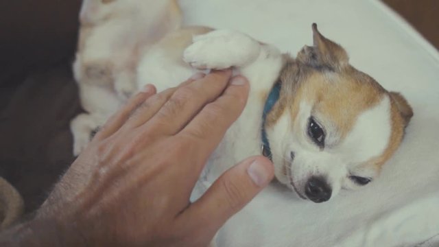 Hand of anonymous man gently rubbing belly of cute tiny chihuahua dog
