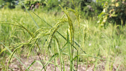 close up  of paddy rice green field in thailand
