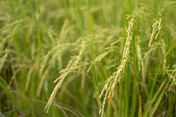 Rice field in asian.