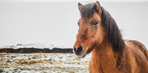 Horses of Icelandic race in a snowy enclosure, environmentalists try to preserve the purity of the...