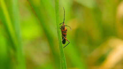 SONY DSC