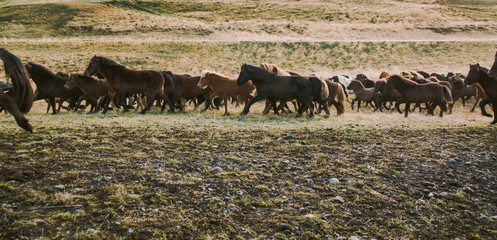 Herd of lovely Icelandic horses riding towards the meeting at the farm