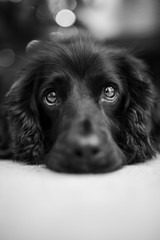 Close up portrait of cocker spaniel lying down, with short depth of field and focus on eyes, in black and white © Havelock Photography