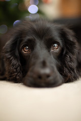 Close up portrait of cocker spaniel lying down, with short depth of field and focus on eyes