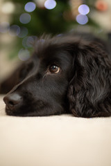 Cocker spaniel lying down, looking sad, with Christmas lights behind.