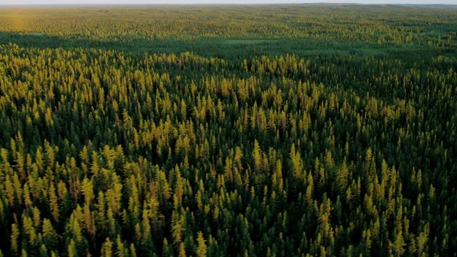 Aerial view deciduous forest wilderness Alberta Canada