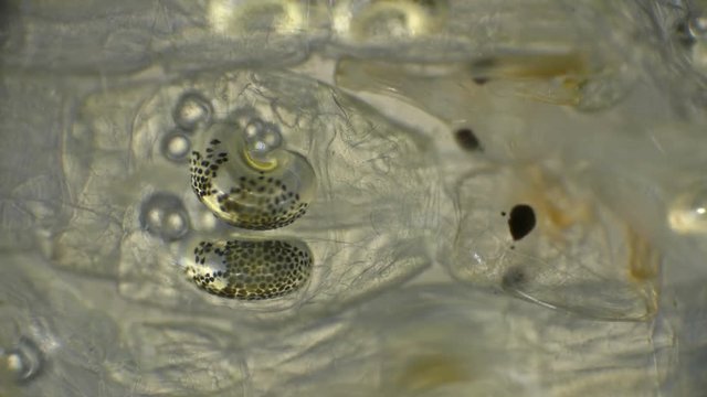 Chaoborus or Corethra is a mosquito insect larva used to feed fish, under a microscope 4K