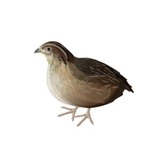 Bird quail vector