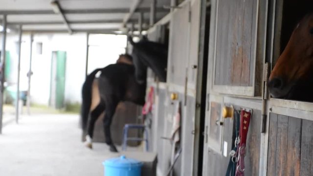 cavalli in un maneggio