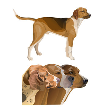 Set of hunting dog profile images