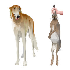 Portrait of sighthound dog