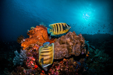 Fototapeta na wymiar Vibrant and colorful reef, fish and diving scene. Colorful corals surrounded by small tropical fish in clear blue water