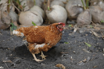 Hen chick rearing in natural and soil black.